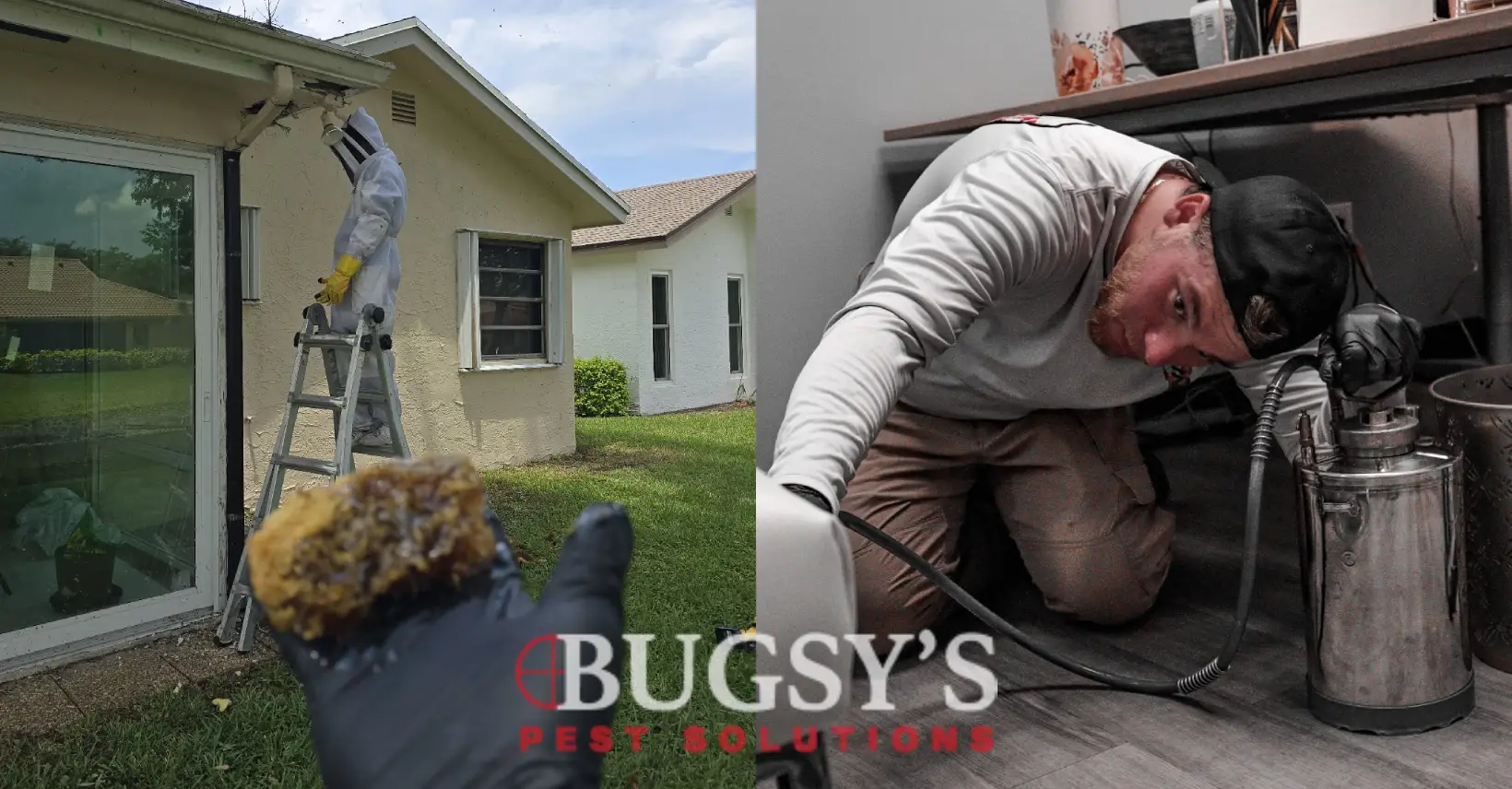 Bugsy's Pest Solutions technician performing residential pest control for a beehive removal on a ladder, and another technician conducting commercial pest treatment under an office desk.