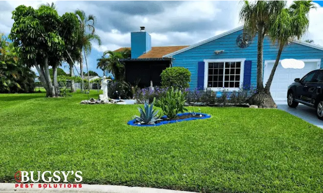 Blue residential house with well-maintained lawn and landscaping, featuring palm trees and a decorative flower bed, showcasing Bugsy's Pest Solutions branding in the foreground, emphasizing pest control services for homes.