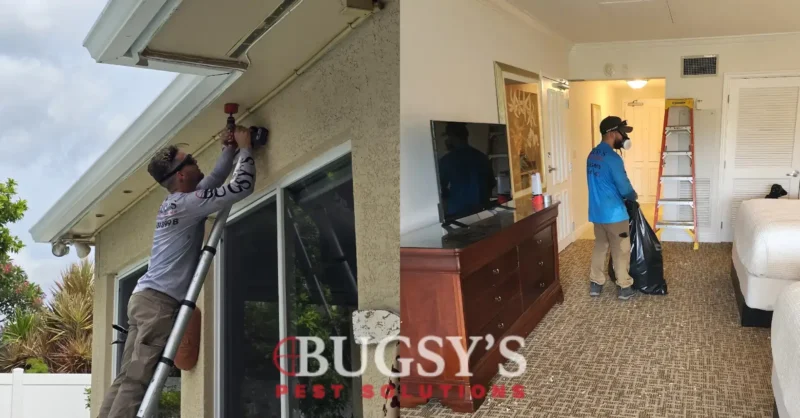 Side-by-side image of Bugsy’s Pest Solutions performing residential (left) and commercial (right) pest control. On the left, a technician on a ladder uses a power drill near the roofline of a home. On the right, a technician in a mask collects debris inside a hotel or commercial room setting. The Bugsy’s Pest Solutions logo is centered at the bottom of the image.