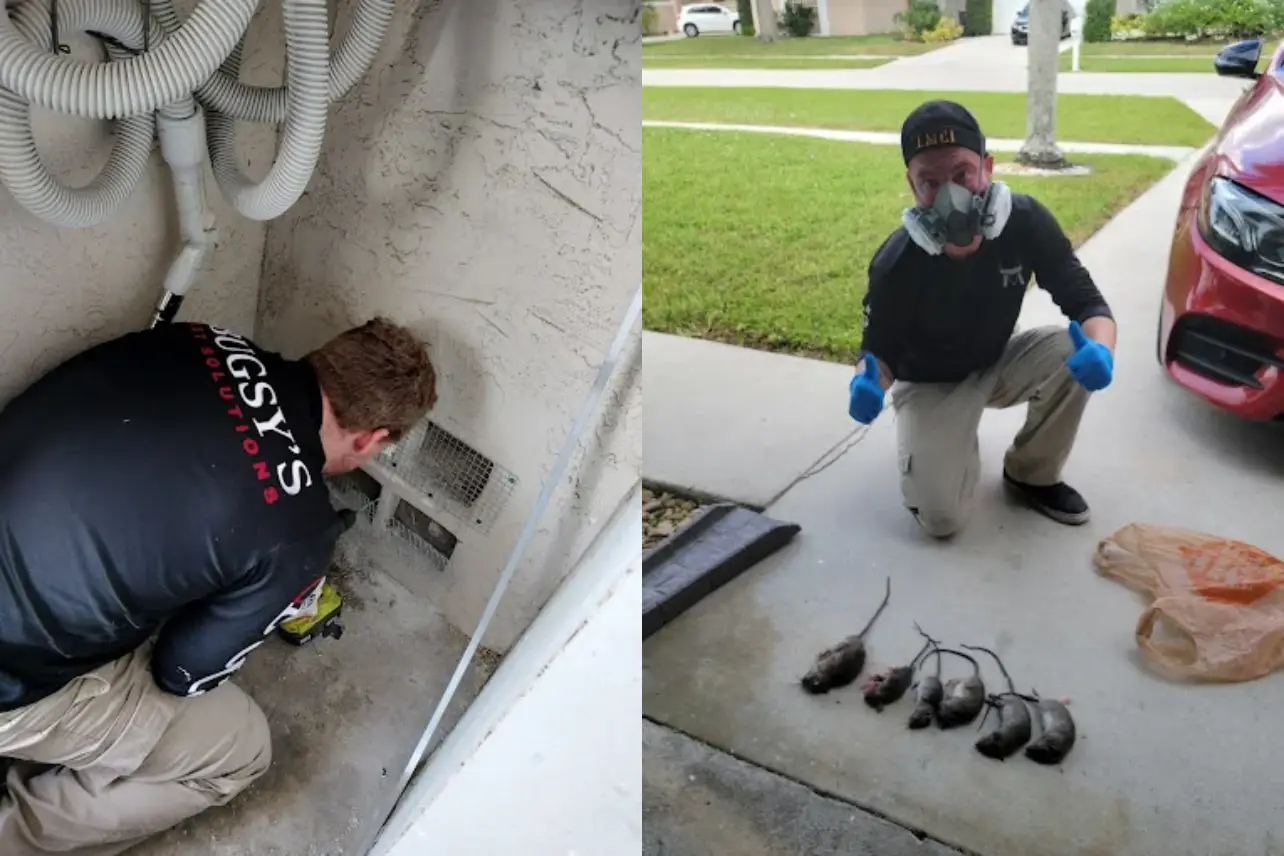 Pest control technician from Bugsy's Pest Solutions inspecting for rodent entry points and displaying captured rodents in a residential area.
