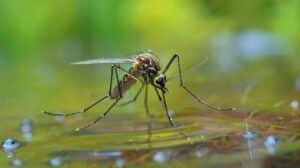 Mosquito flying over a backyard in Fort Lauderdale with standing water in the background.