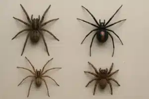 Four common Florida spiders displayed, featuring various species relevant to pest control discussions in South Florida homes.