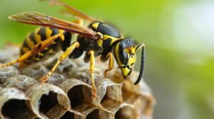 Close up of wasp on top of a paper wasp nest