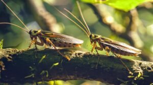 Two cockroach crawling on top of a branch covered in moss