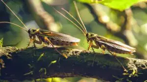Crickets on a branch in a natural setting, highlighting pest presence relevant to pest management in South Florida homes.