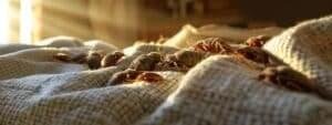 A close up shot of bed bugs on top a bed sheet.